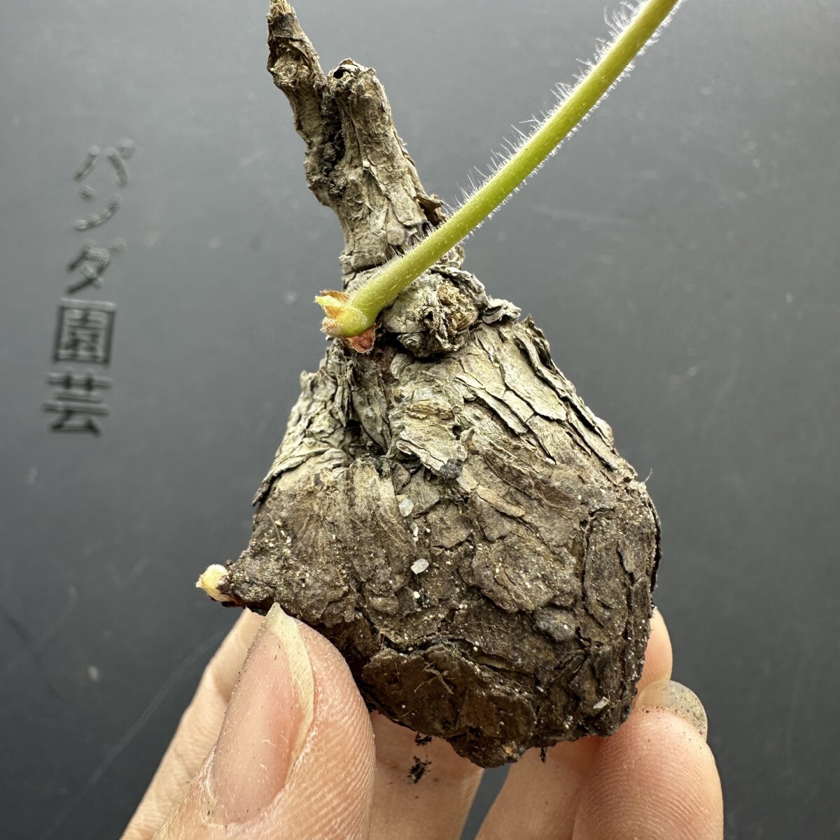 煎茶道具 正寿堂造 人気 萬代屋 鉄瓶 鐵瓶 鉄釜 木箱あり