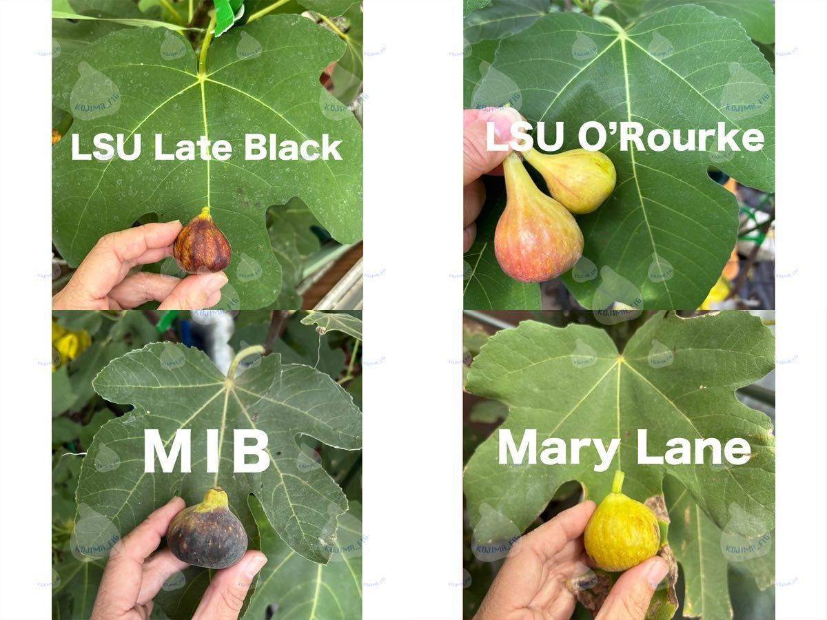 イチジク穂木 お問合せ用 全て結実確認済み｜Yahoo!フリマ（旧PayPay