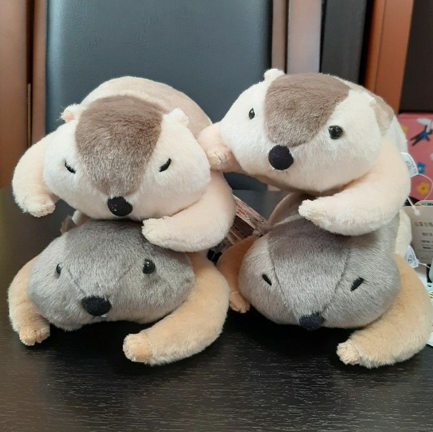 Dr Marmot Dr マーモットまもちおもプクのぺたーん&マモ相撲セット