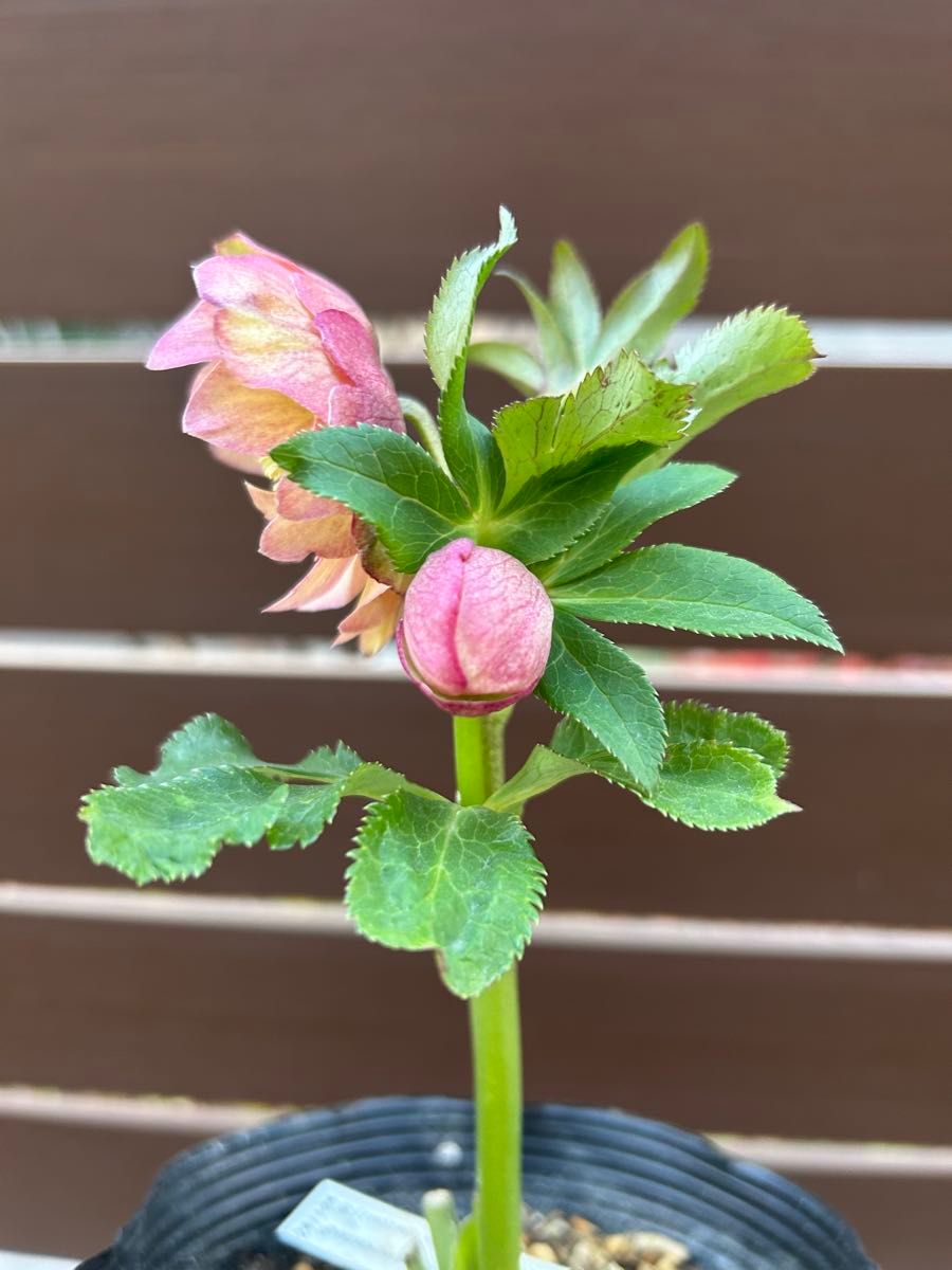 最終金額 加藤農園 ddグロス系アプリコット クリスマスローズ｜Yahoo