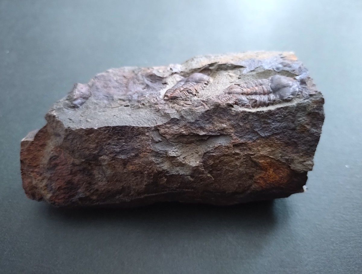 カンブリア紀】チェコ共和国インツェ産の珍しい三葉虫 エリプソセ