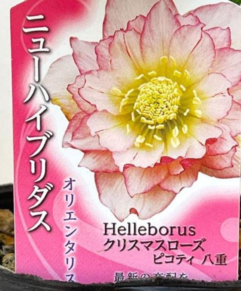 クリスマスローズ ニューハイブリッド オリエンタリス ピコティ