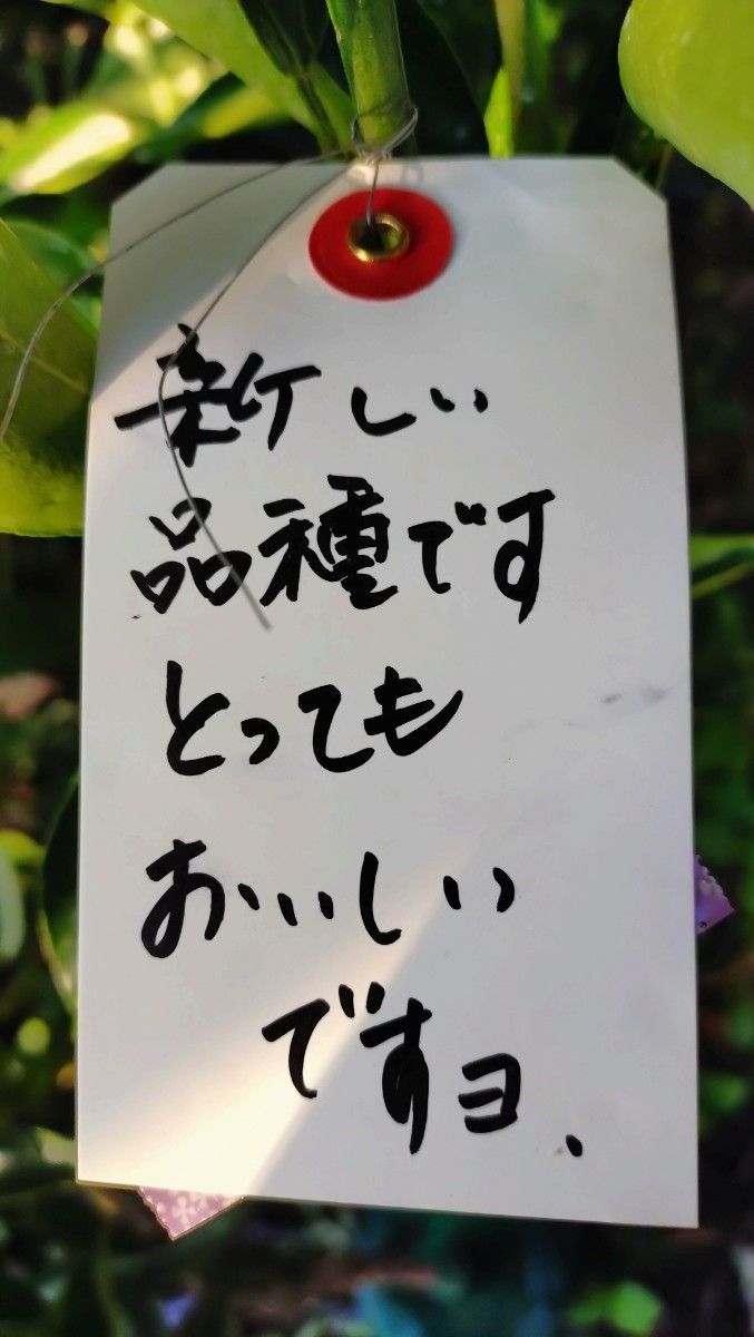 大人気企画 幻のミカン苗木「せとか3年生」＋「みはや3年生」セット