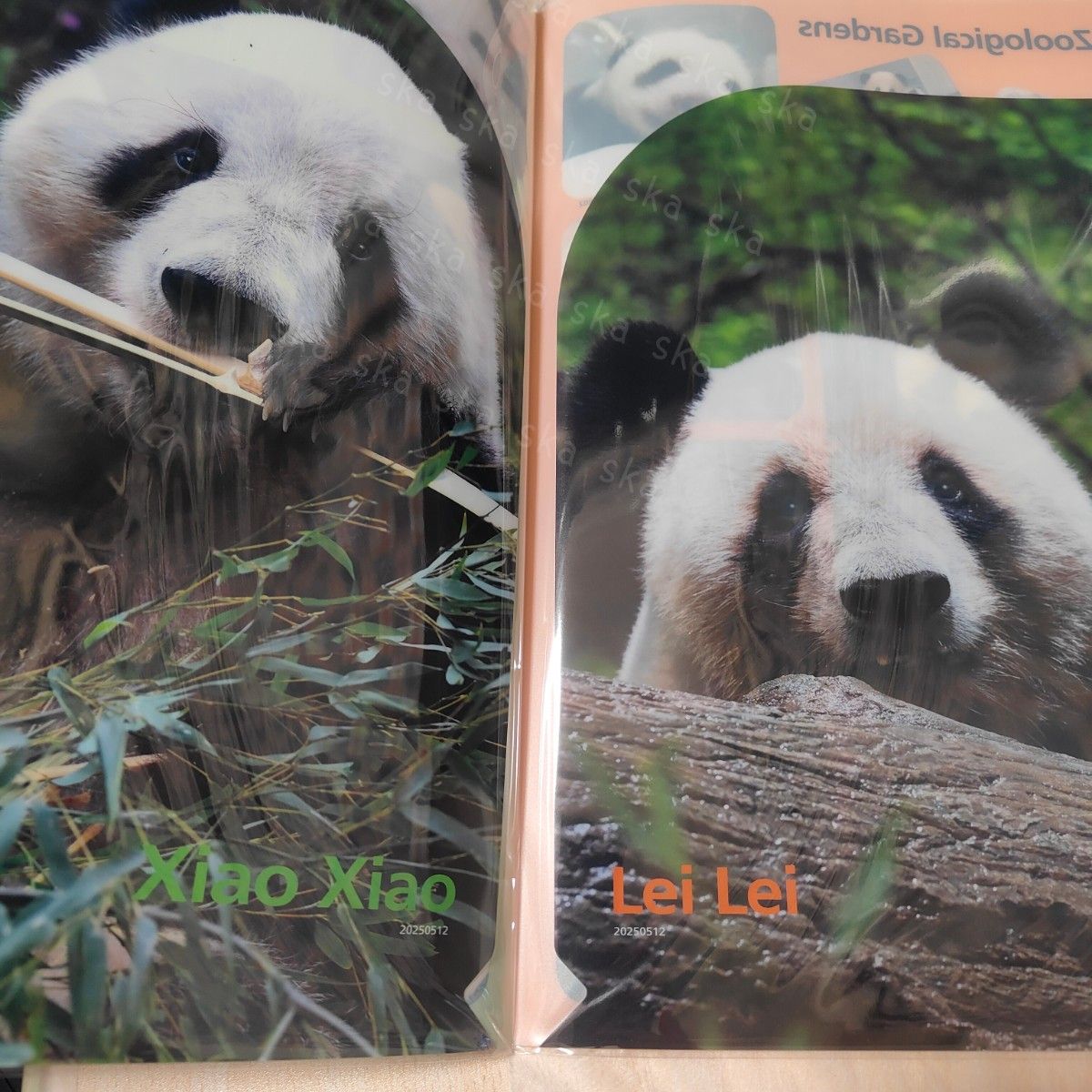 ダブルポケット 恩賜上野動物公園 シャオシャオ レイレイ クリア