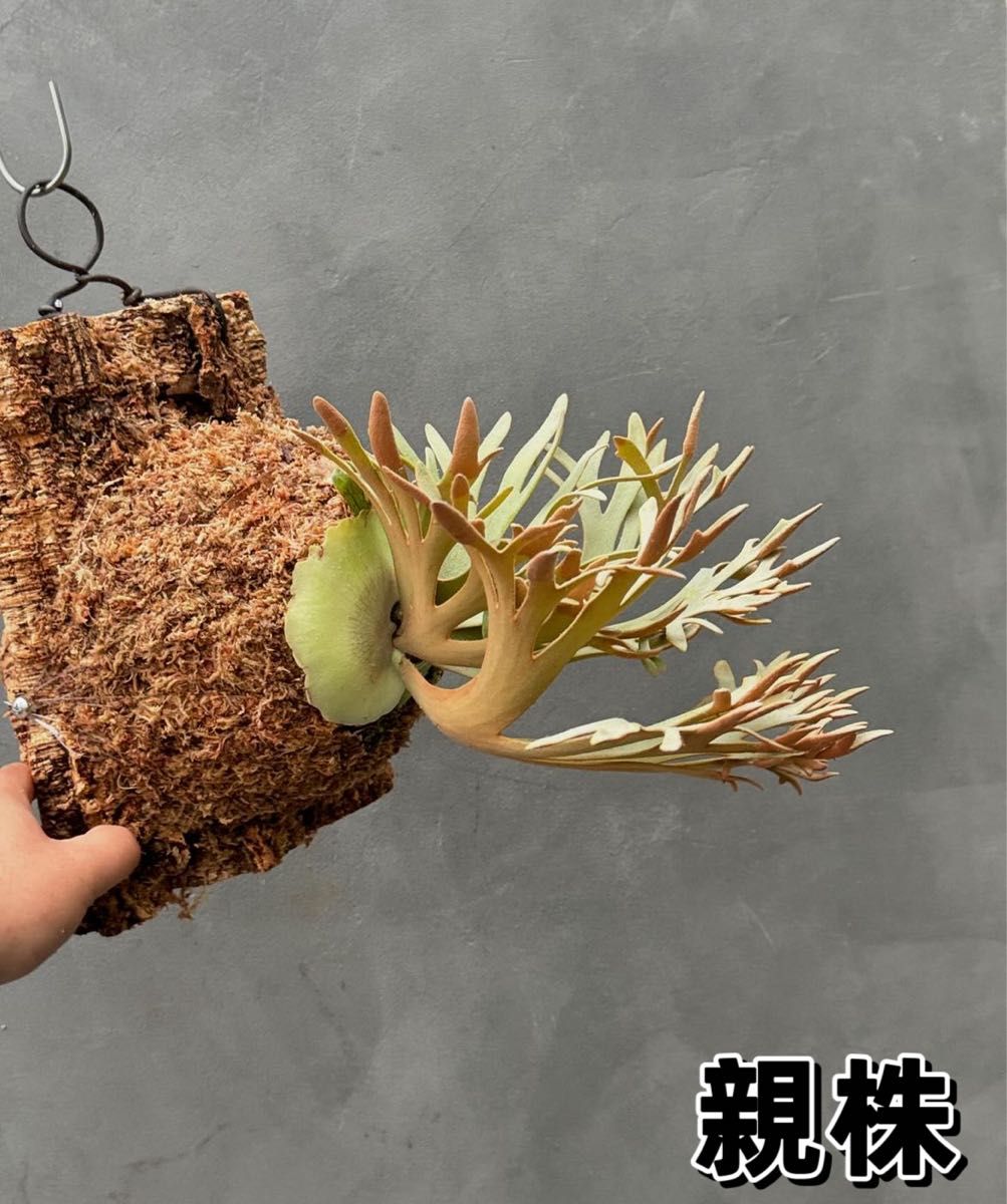 ビカクシダ willinckii Golden Boy sporeling 金童ドワーフ特選｜Yahoo