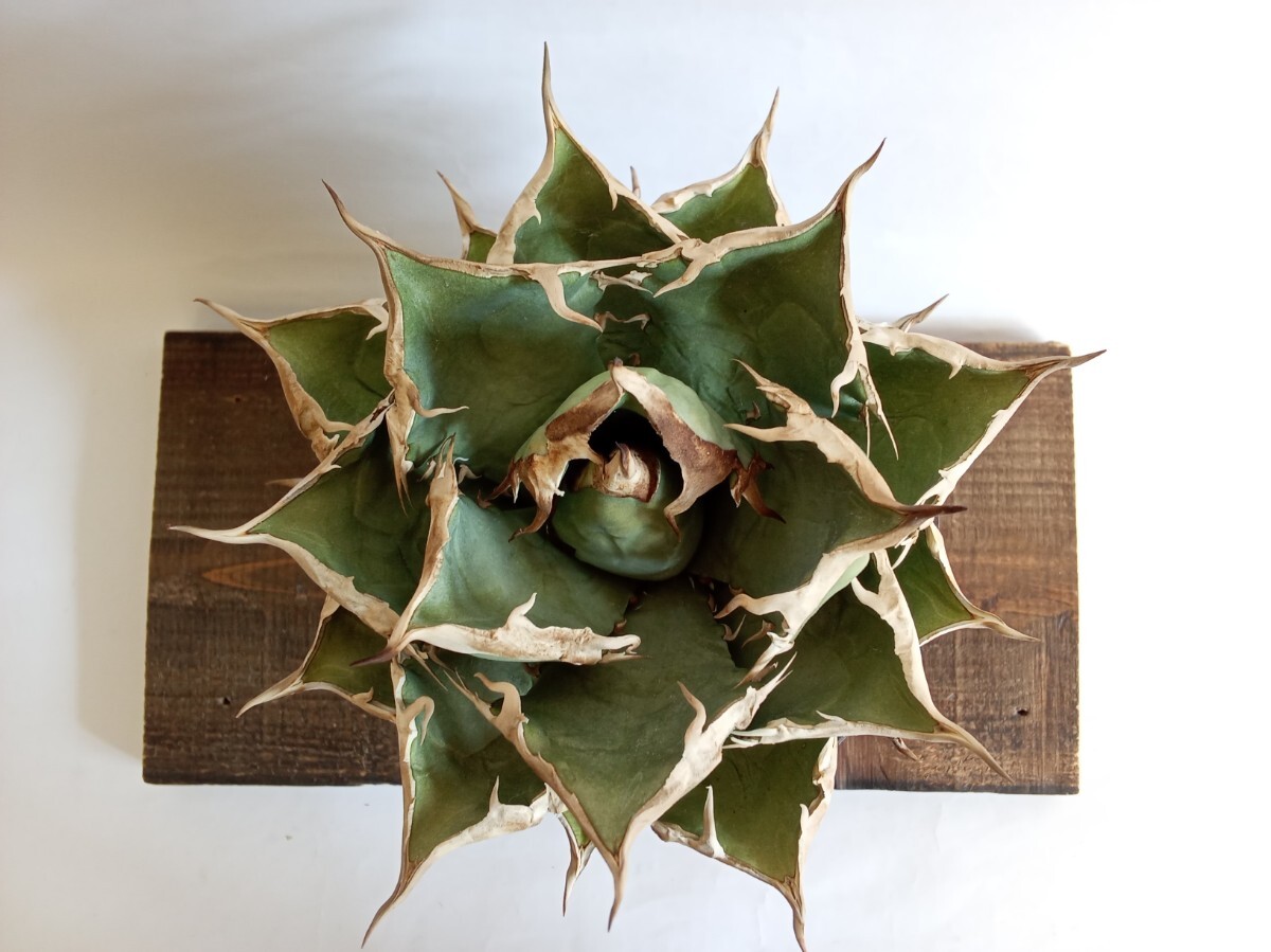 注文 アガベ チタノタ FO-076 Agave titanota ヨーロッパ株 発根済 良