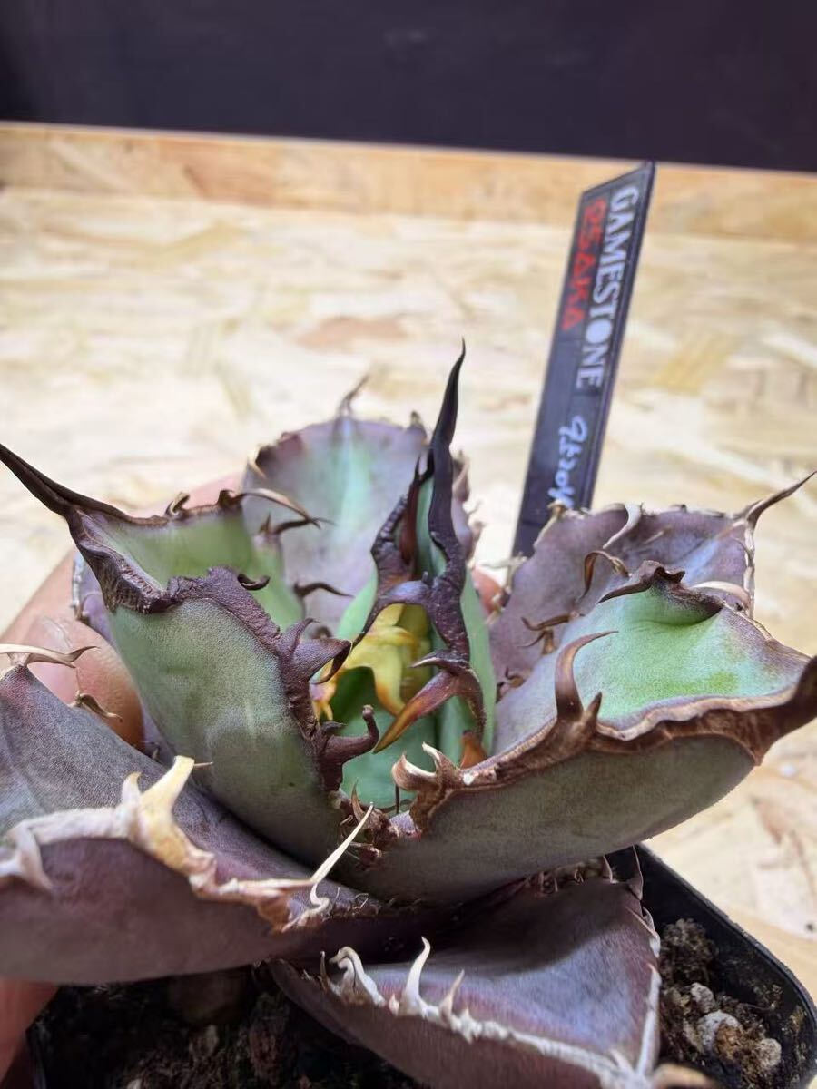 Pachypodium・namaquanum（パキポディウム・ナマクアナム）光堂の通販