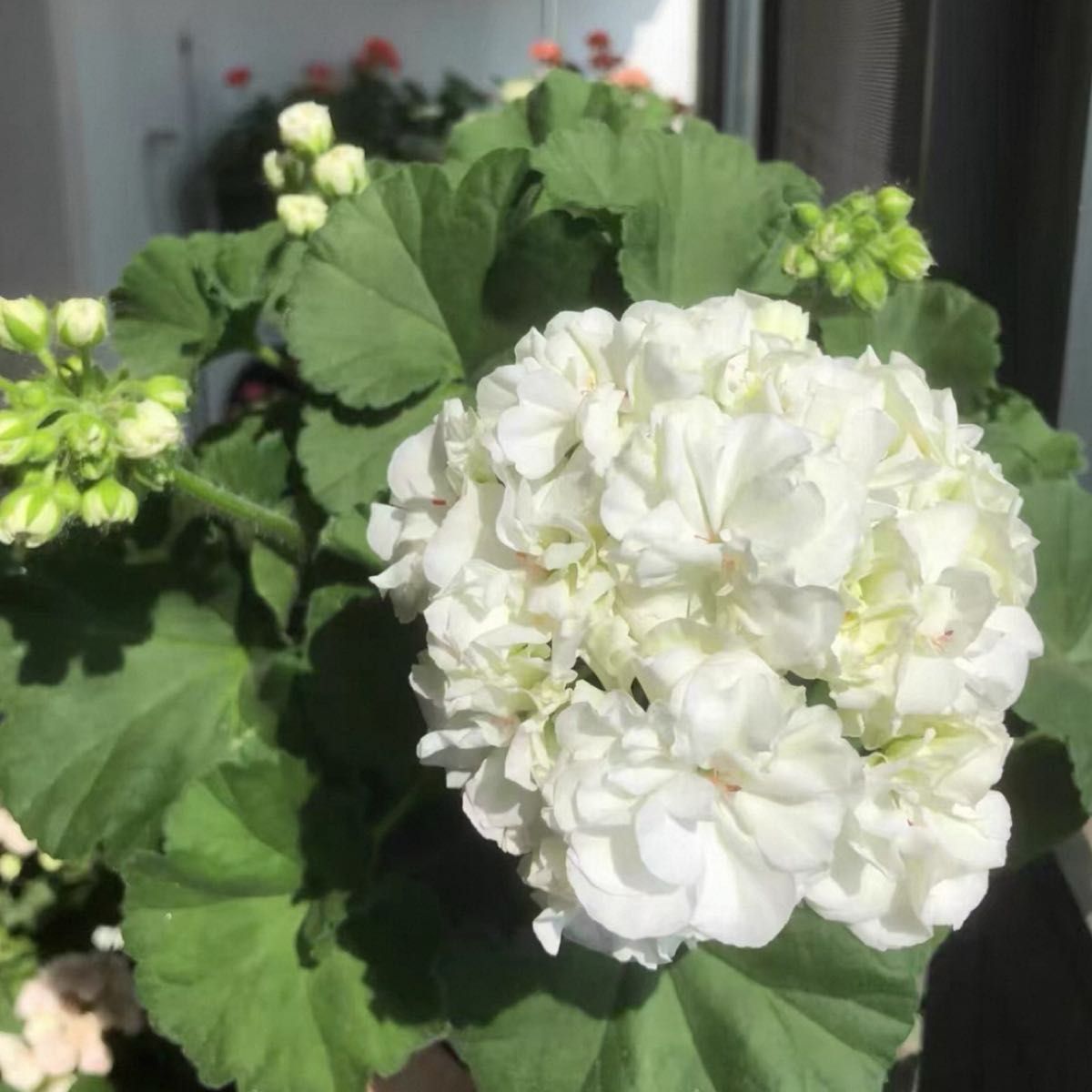 海外品種レア品種ゼラニウム挿し木苗根っこ付き MW002｜Yahoo!フリマ