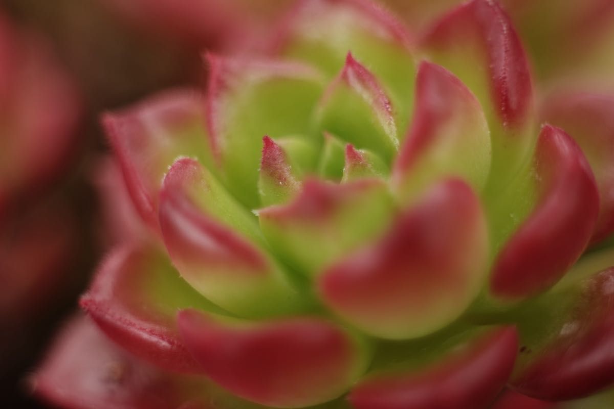 作例付き ELICAR V-HQ MACRO 55mm F2 8 管mpr｜Yahoo!フリマ（旧PayPay