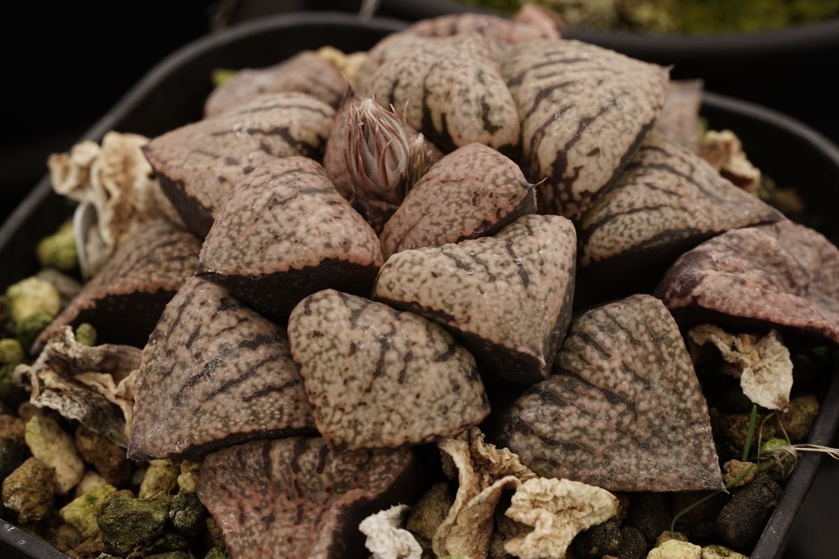 作例付き ELICAR V-HQ MACRO 55mm F2 8 管mpr｜Yahoo!フリマ（旧PayPay