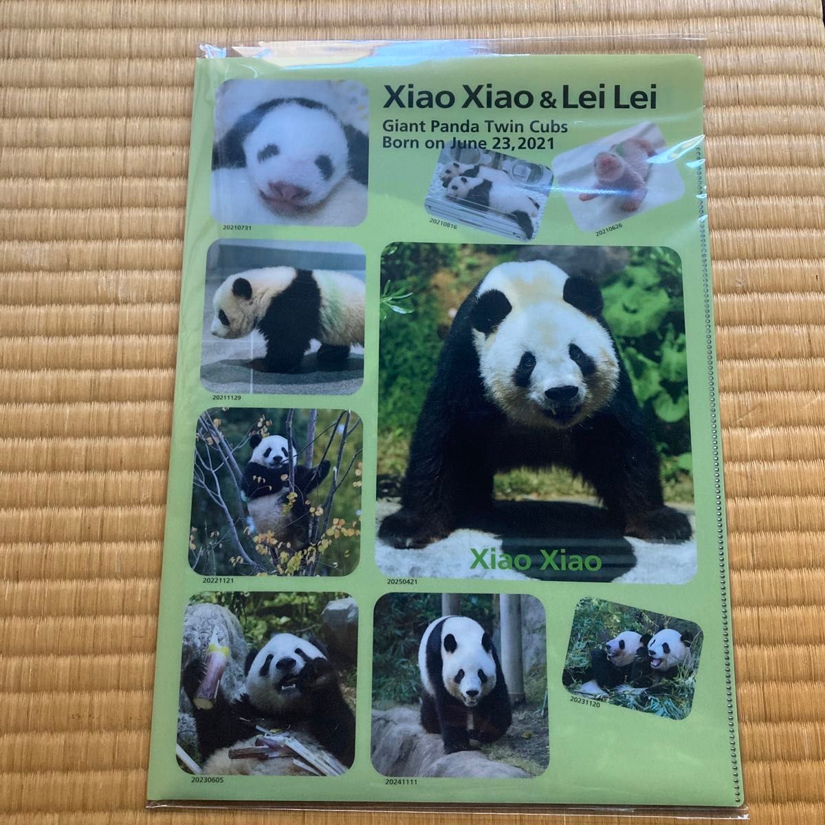 新品 上野動物園 シャオシャオ レイレイ パンダ クリアファイル 5点