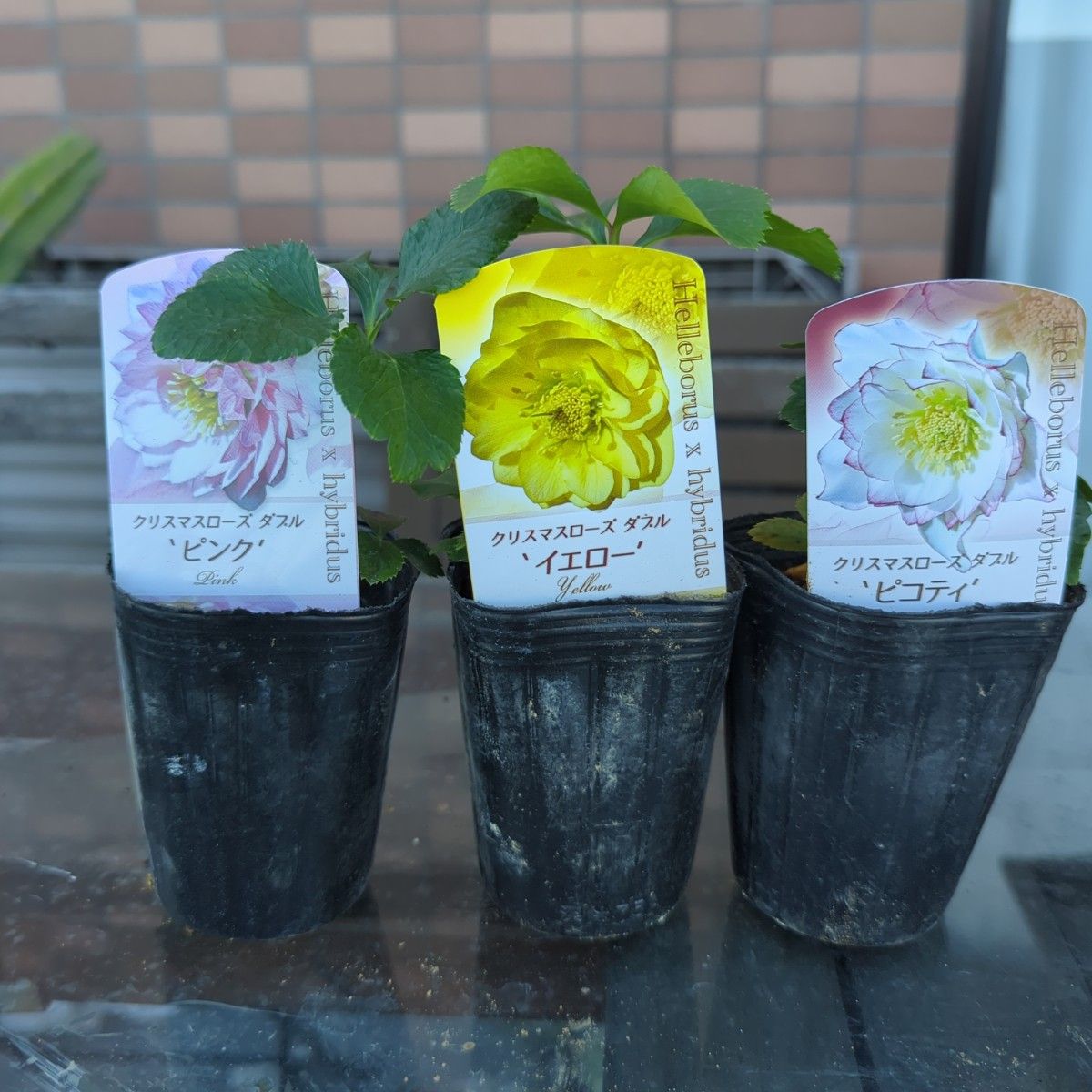 もり子さん専用 クリスマスローズ苗 2個セット もり子さん専用