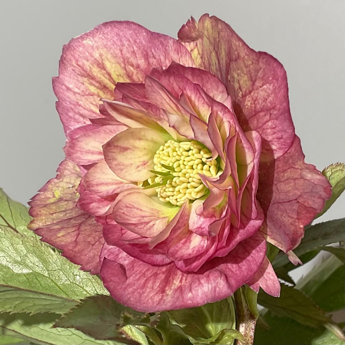 クリスマスローズ やや多弁 ピンクグラデーションダブル 開花株｜Yahoo