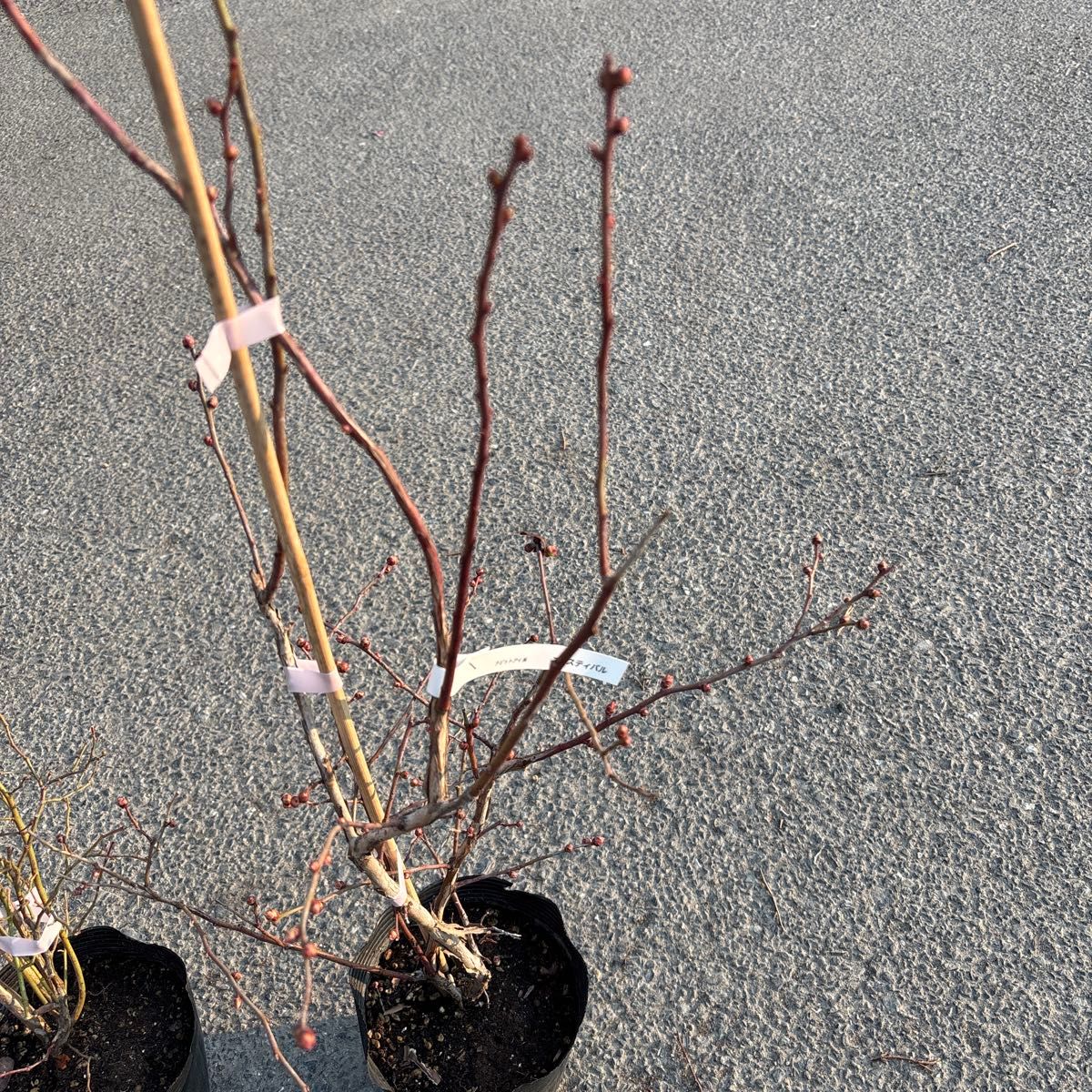 y244ブルーベリー苗 3年生 ブライトウェルとフェスティバルの2本