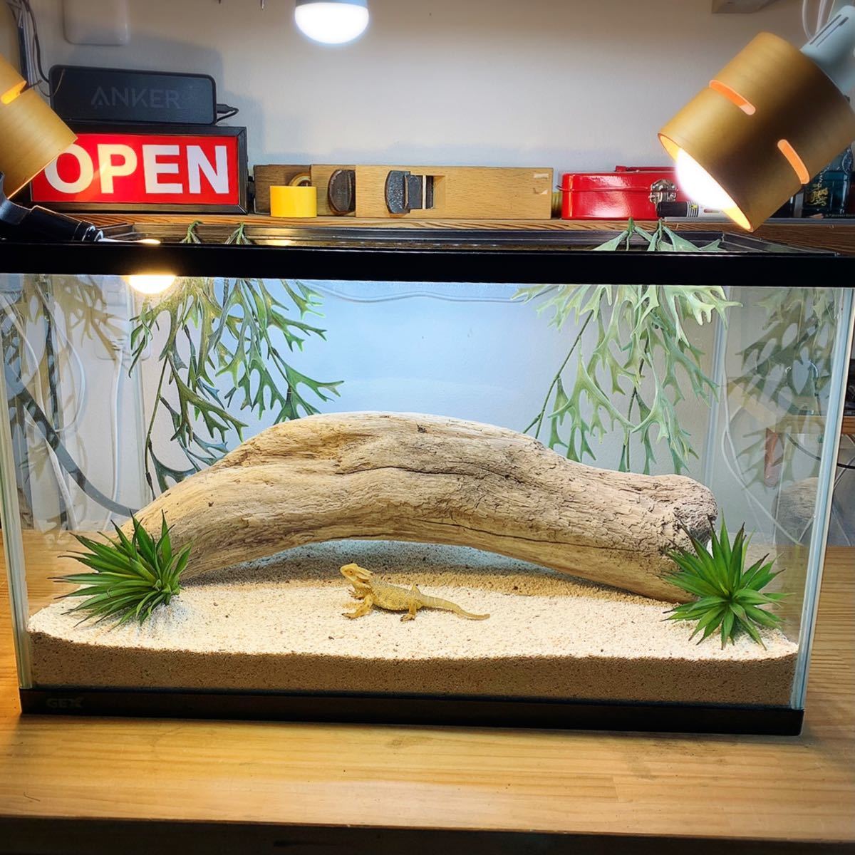 流木 No 104アク抜き済 煮沸紫外線殺菌済 爬虫類トカゲシェルター