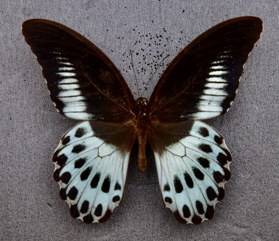 Yahoo!オークション - 外国産蝶標本 テンジクアゲハ A-♂ インド 産