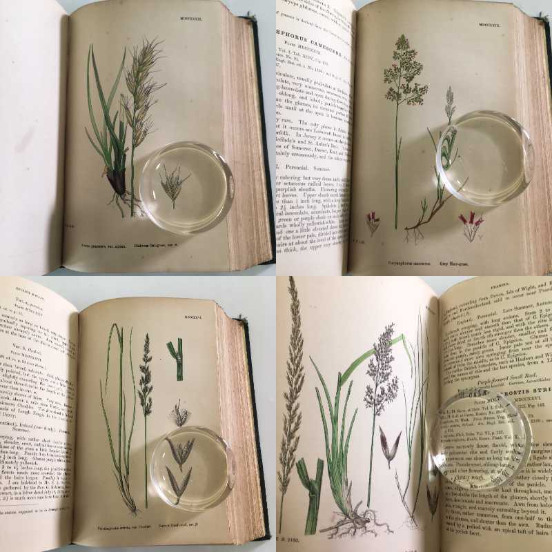 1869年！ 超希少 手彩色160枚 サワビーの英国植物図鑑IX