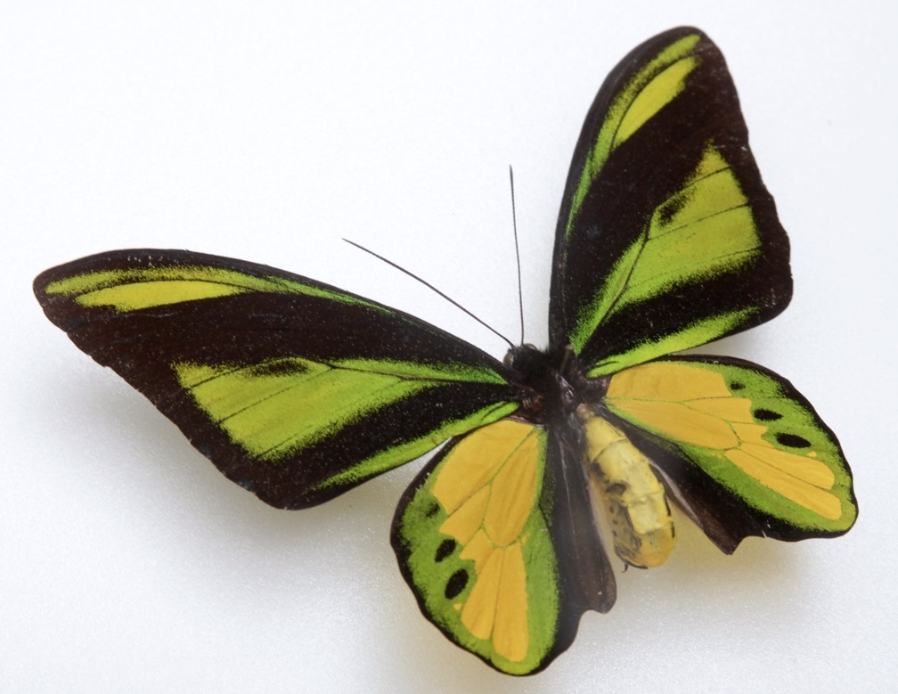 あ*ー様 外国産蝶標本‼️翔ぶ宝石♬美麗豪華キマエラトリバネアゲハ