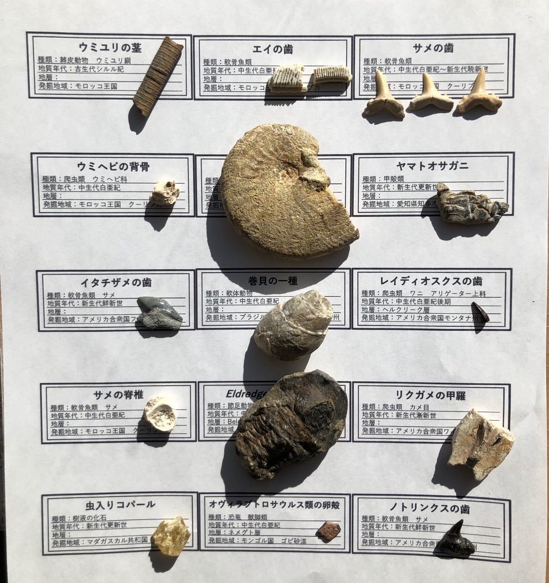 化石15種 化石 サメの歯 恐竜の卵 アンモナイト 虫入り琥珀 三葉虫