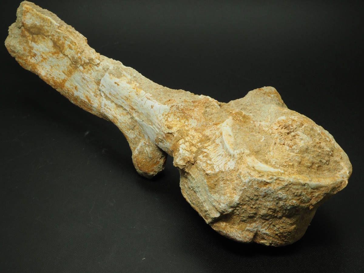 プレシオサウルスの椎骨の化石 プレシオサウルス 椎骨 化石 【公式通販】