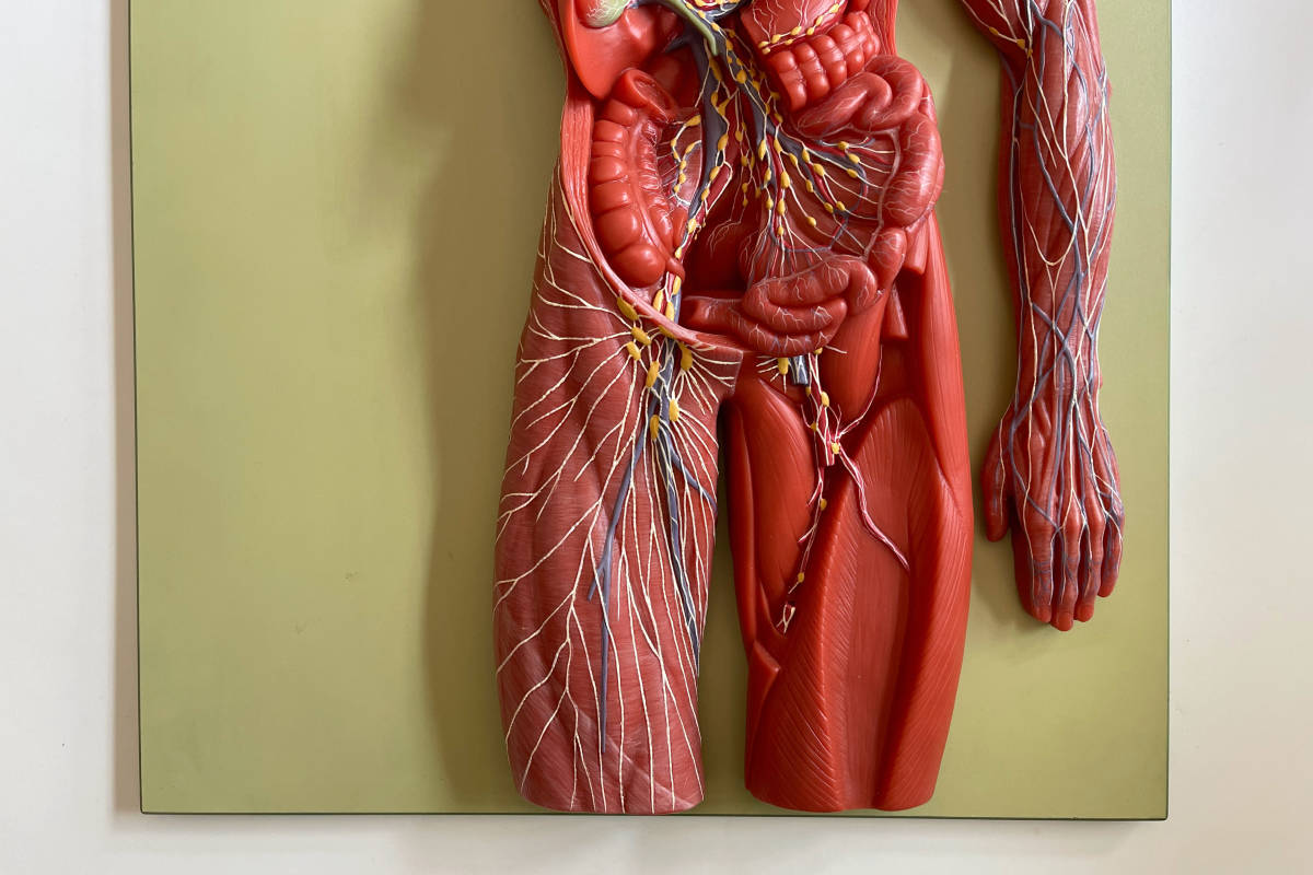 Yahoo!オークション - 『SOMSO』リンパ系模型 人体模型 構造 解剖 ドイ