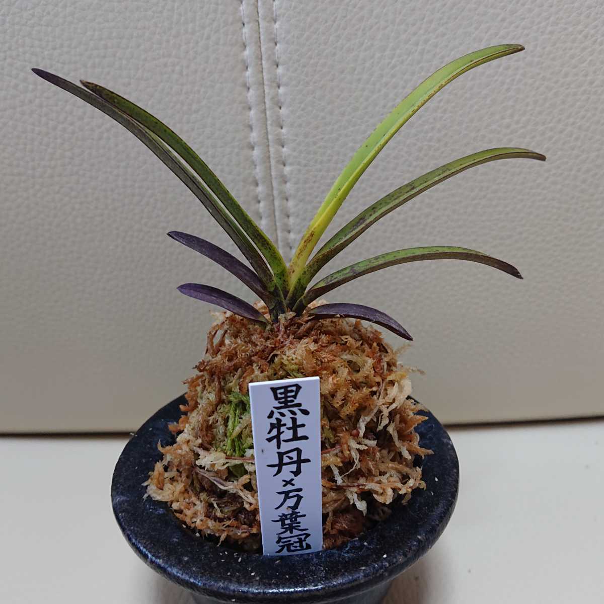 Yahoo!オークション - 《 富貴蘭 》 黒牡丹×万葉冠 実生品