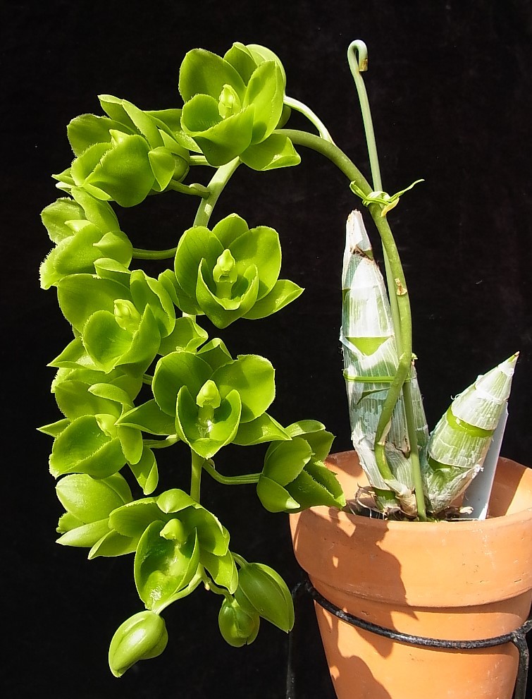 Yahoo!オークション - 洋蘭 Fdk.Turning Point × Ctsm.expansum