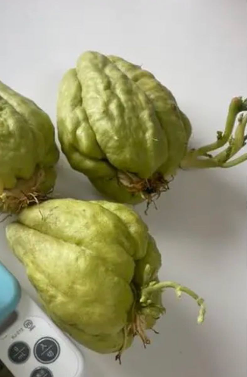 無農薬 ハヤトウリ 種 はやとうりの種 はやとうり 種 3個｜Yahoo