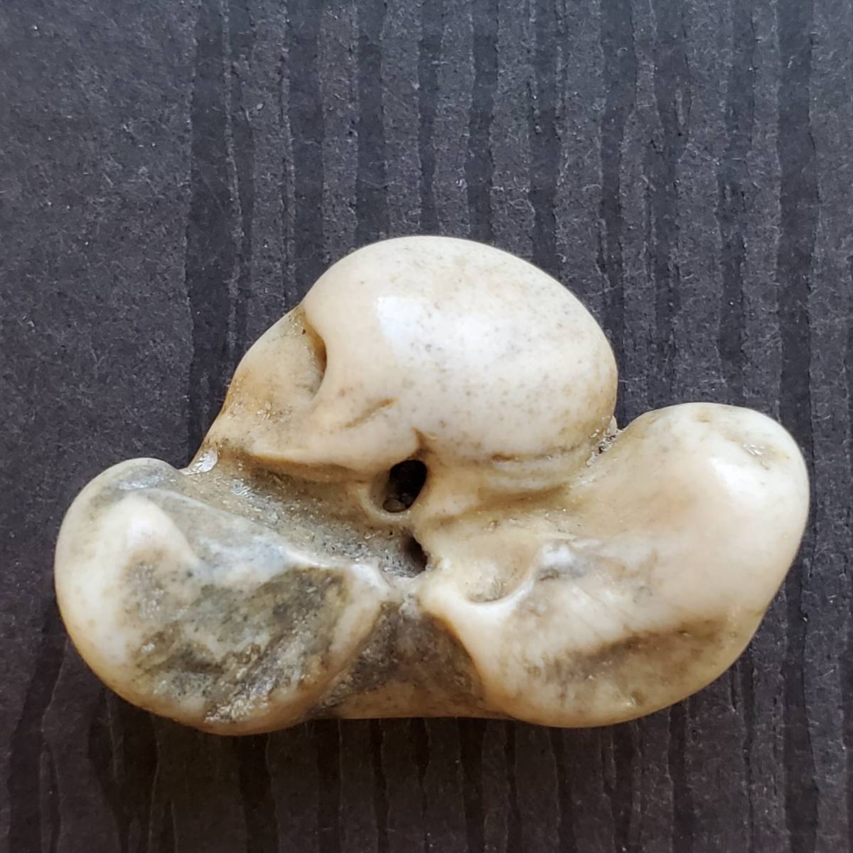Yahoo!オークション - 化石 イルカの耳骨⑧ 布袋石 変わった化石 イル