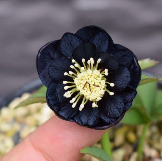 Yahoo!オークション - クリスマスローズ 開花株 八咫烏 セルフ交配 青