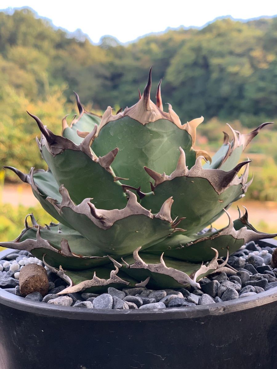 アガベ チタノタ CJ Special アガベ チタノタ CJ Special CJ9 清櫻