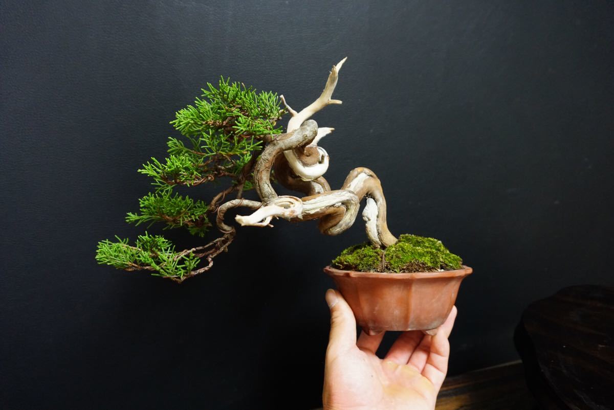 糸魚川真柏 小品盆栽 【公式通販】