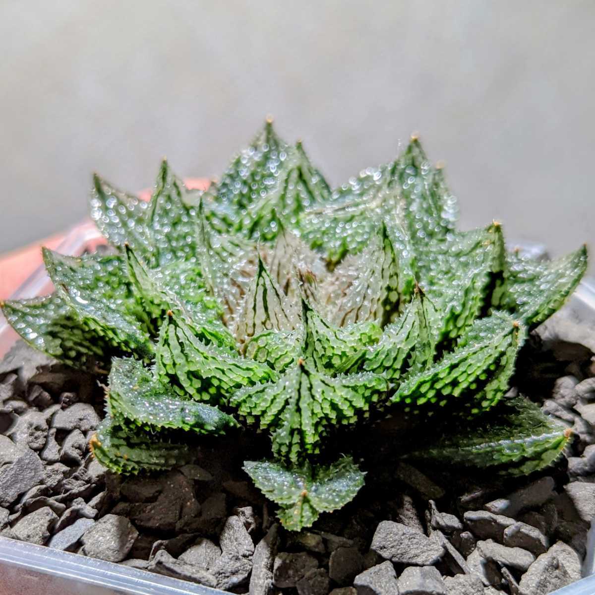 Yahoo!オークション - ハオルチア 闇の森