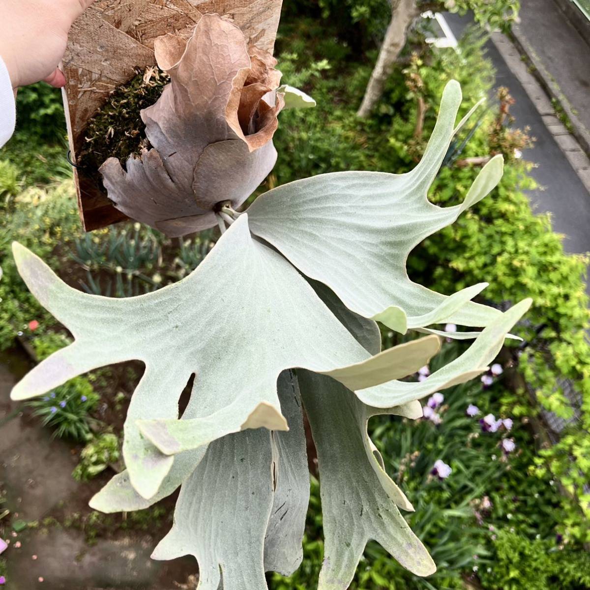 Yahoo!オークション - P.FSQ #1(oc) ビカクシダ