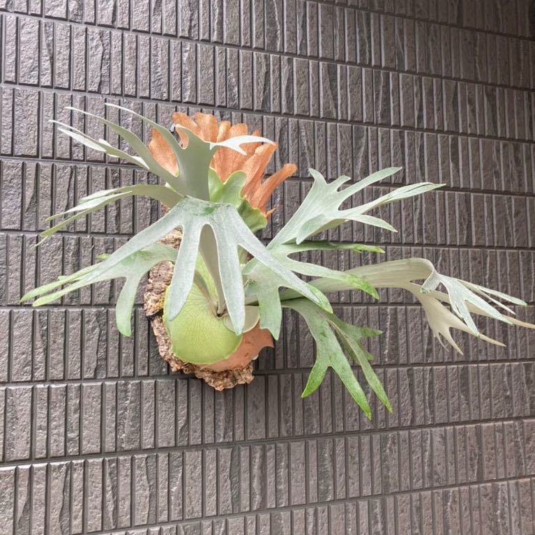 Yahoo!オークション - ビカクシダ P.pegasus ペガサス コウモリラン