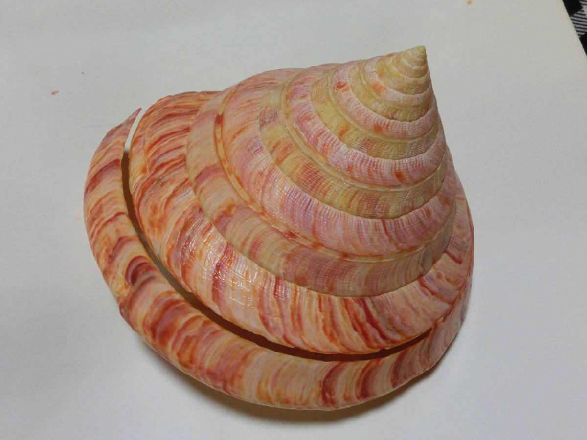 Yahoo!オークション - 一級品 リュウグウオキナエビスガイ 殻幅 118m