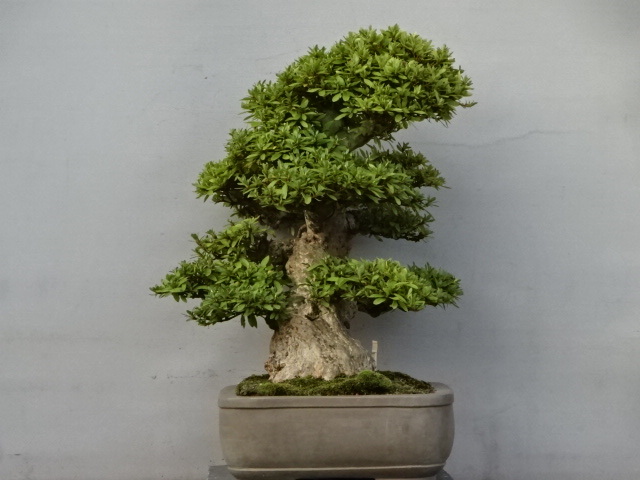 Yahoo!オークション - 【趣味のさつき】 人気品種の太物 「五 光」 樹