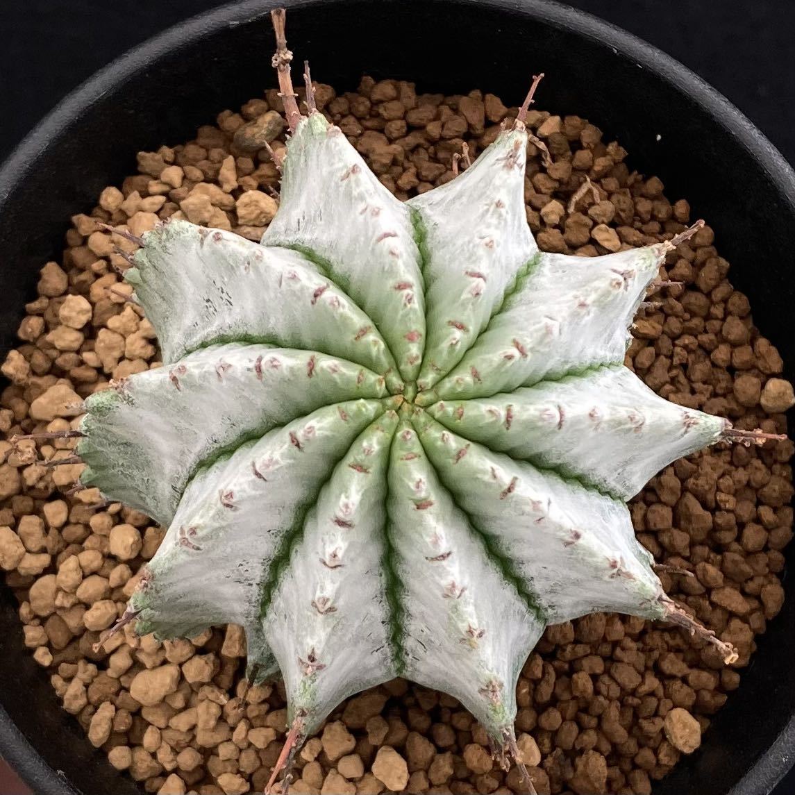 Yahoo!オークション - σ ユーフォルビア 白衣ホリダ スーパーホワイト