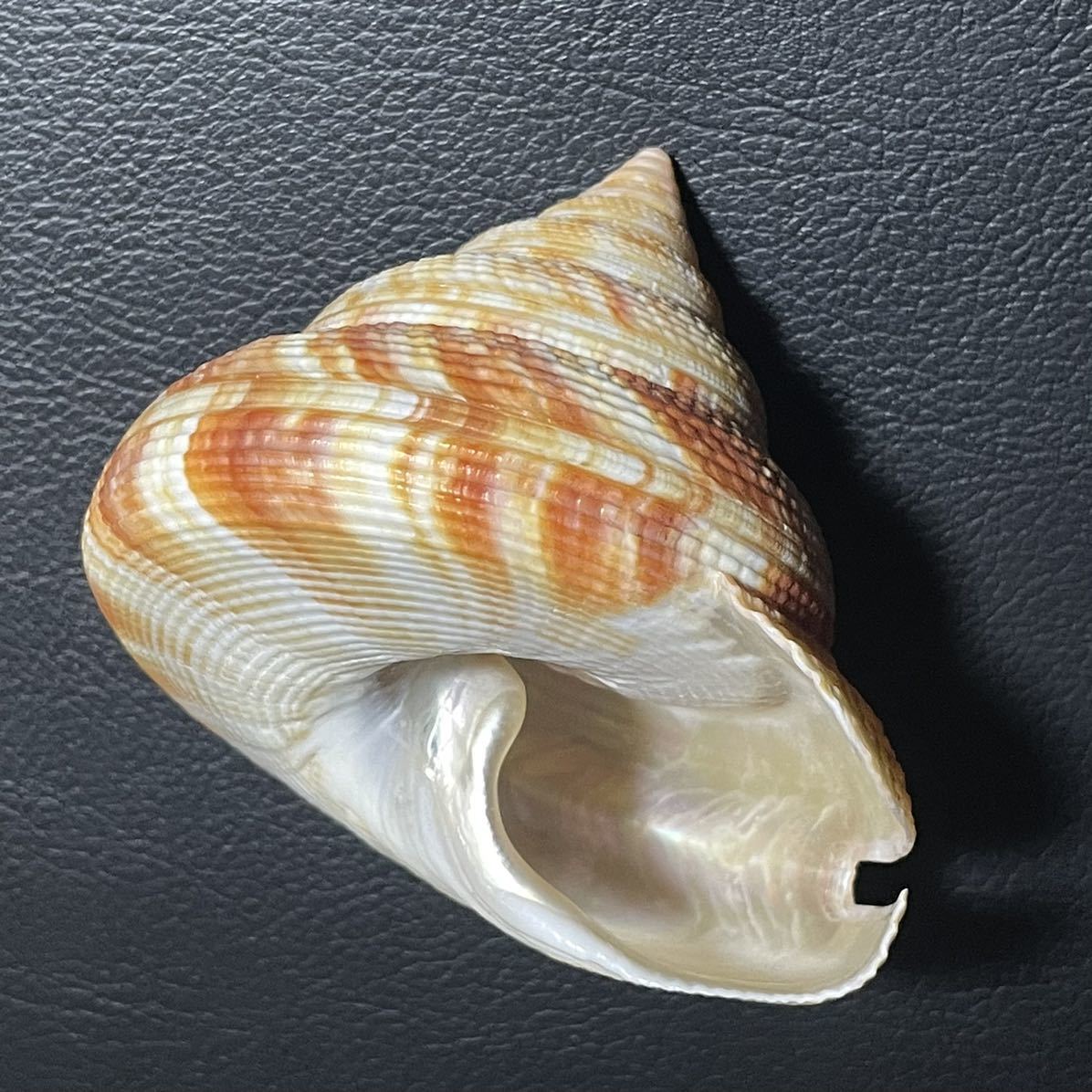Yahoo!オークション - 貝殻 標本 オキナエビスガイ 81.5mm 特美品 蓋付