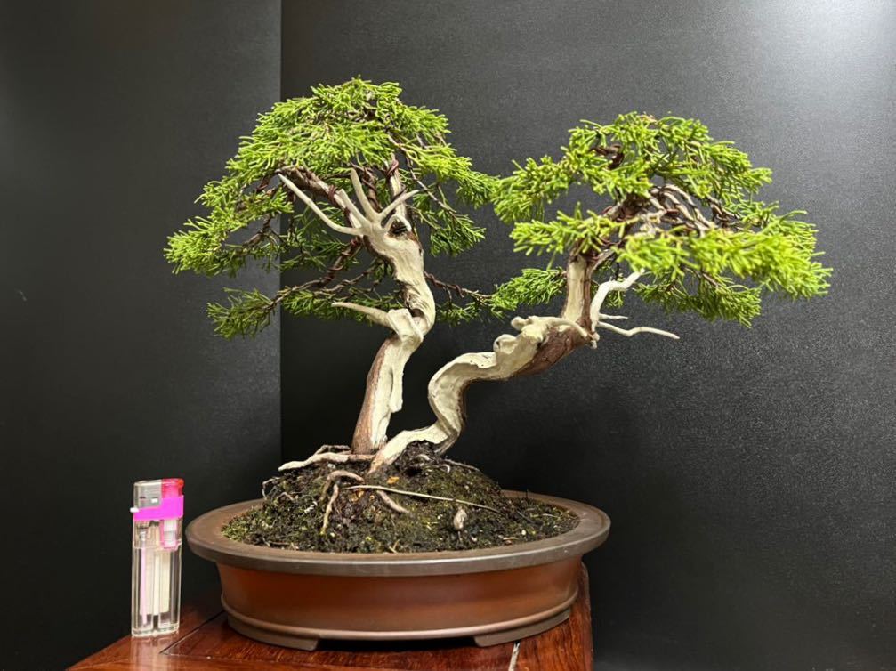 Yahoo!オークション - 真柏盆栽 真柏山木 サバ幹 古木 中品 樹高27cm