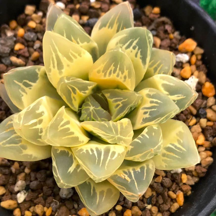Yahoo!オークション - 多肉植物 ハオルチア オブツーサ錦 花水晶糊斑