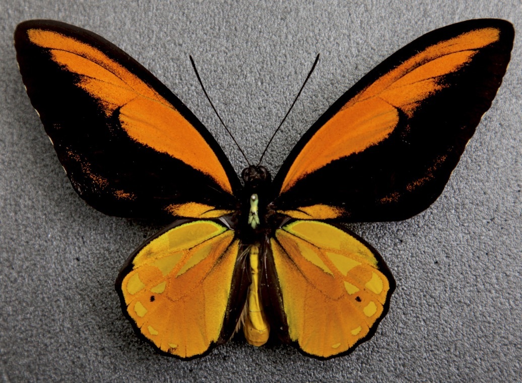 Yahoo!オークション - 外国産蝶標本 アカメガネトリバネアゲハ A-♂