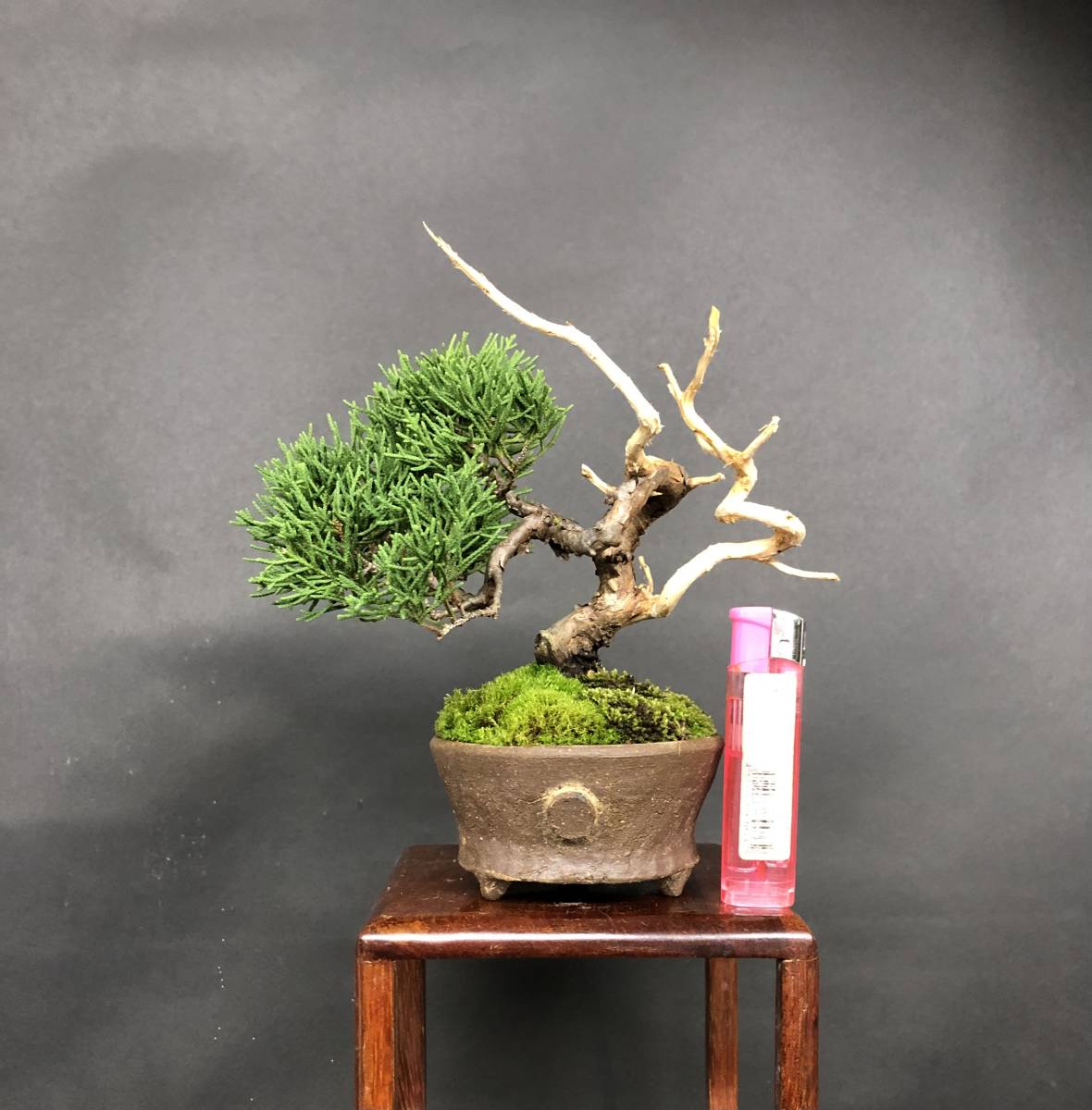 Yahoo!オークション - 【糸魚川真柏】c 小品盆栽 ジン シャリ 樹高12cm