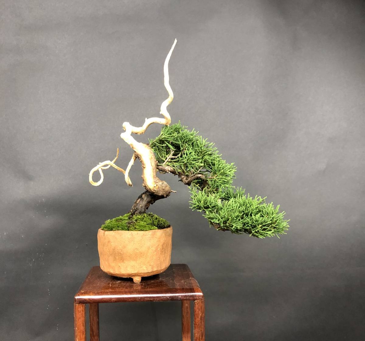 Yahoo!オークション - 【糸魚川真柏】 小品盆栽 捻転 ジン シャリ 樹高