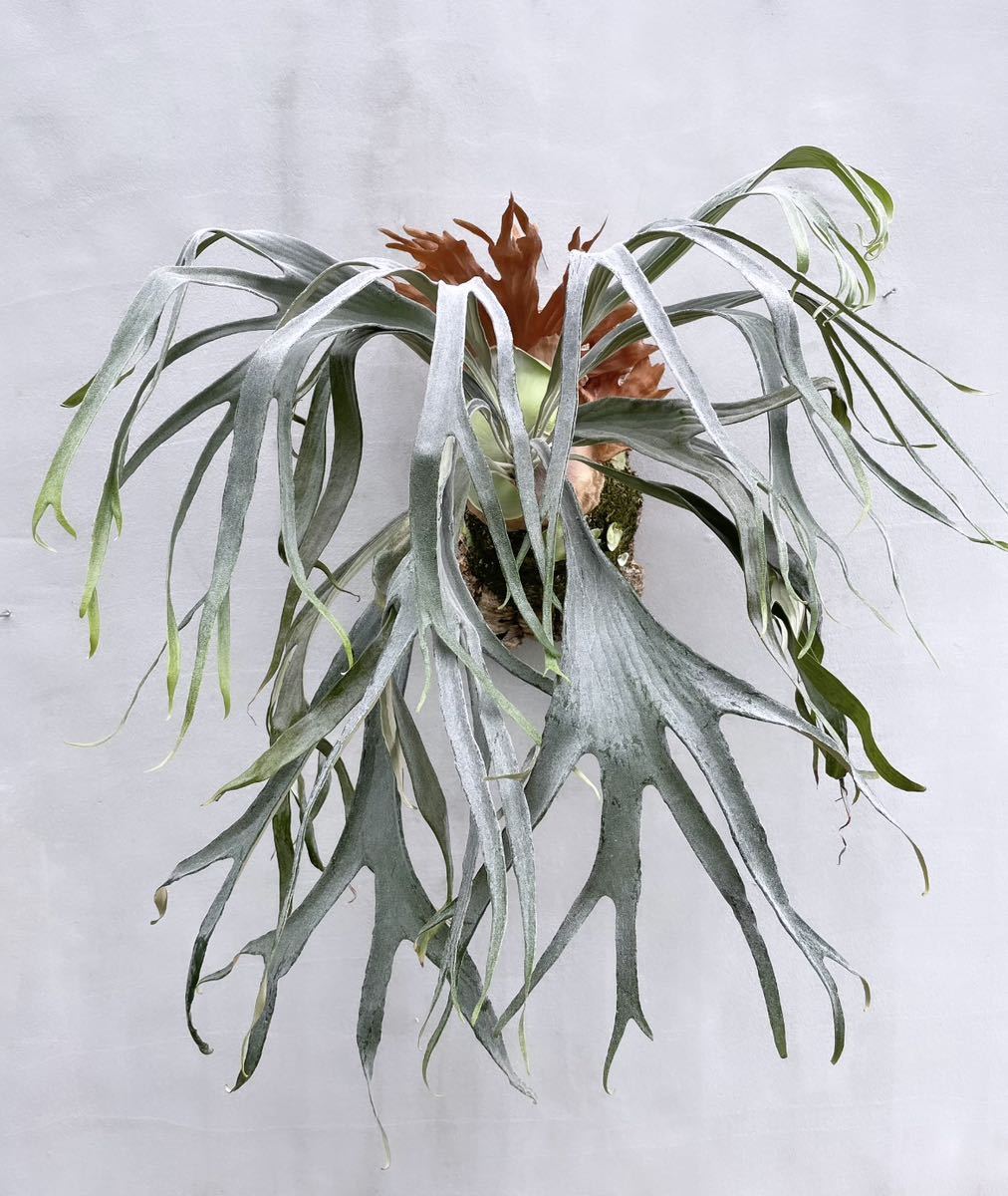 Yahoo!オークション - P. 'Mt Lewis' (vp#C) マウントルイス 【vandaka