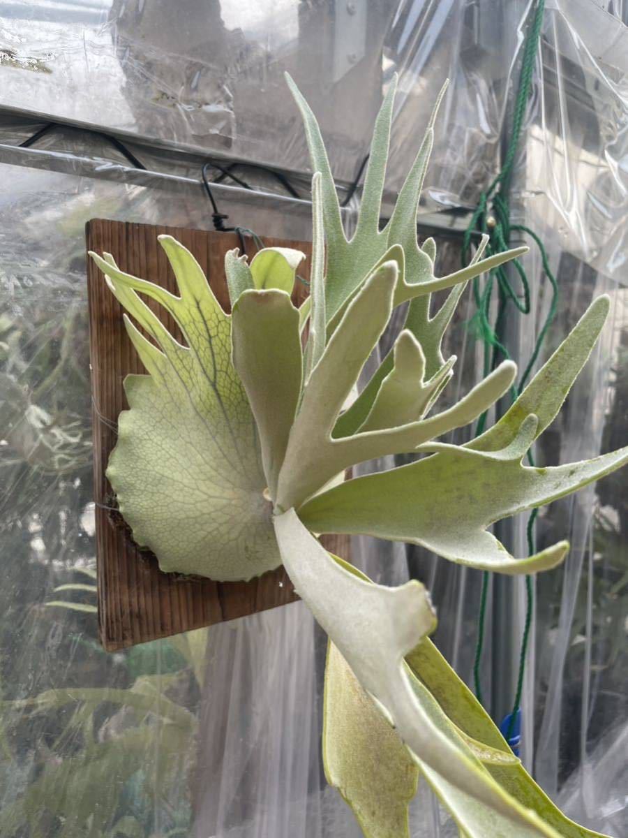 ビカクシダ ハクナマタタ（vandaka） 子株付き ビカクシダハクナマタタ子株