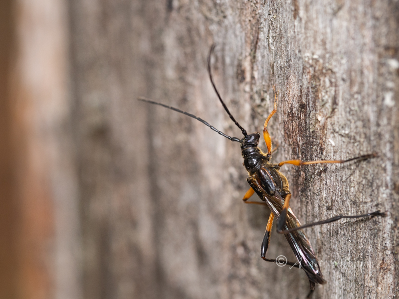 オオホソコバネカミキリ（Necydalis(Necydalisca)solida）｜特徴・生態
