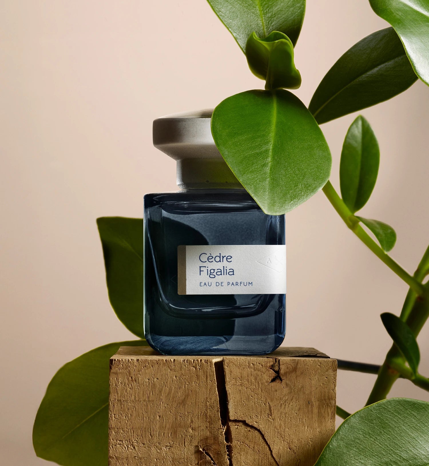 Cedre Figalia - Vegetal, Woody Unisex Perfume | Atelier Materi