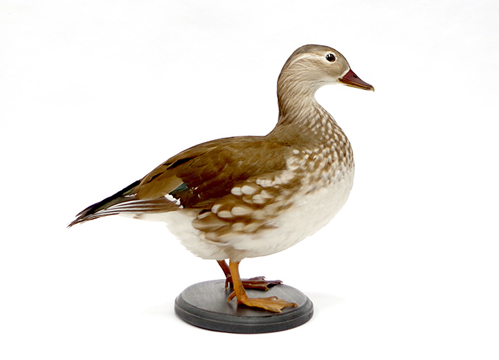 カモ | 鳥類 | 剥製の製作・直売・レンタル・修理なら剥製専門店
