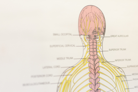 カイロプラクティックについて | あつみカイロプラクティック院 愛知県